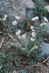 Hypecoum lactiflorum