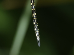 Austrogynacantha heterogena
