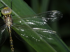 Austrogynacantha heterogena