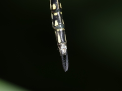 Austrogynacantha heterogena