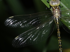 Austrogynacantha heterogena