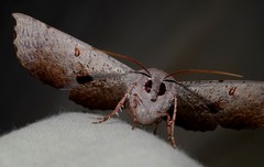 Oenochroma vetustaria