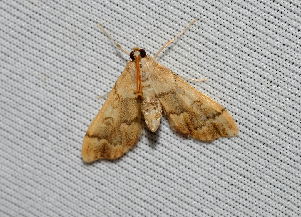 Nacoleia oncophragma