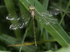 Austrogynacantha heterogena