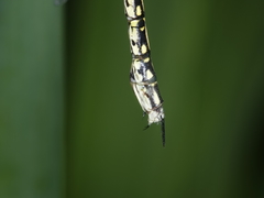 Austrogynacantha heterogena