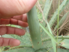 Aloe fosteri