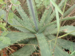 Aloe fosteri
