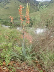 Aloe fosteri
