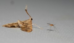 Nacoleia glageropa
