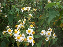 Montanoa leucantha