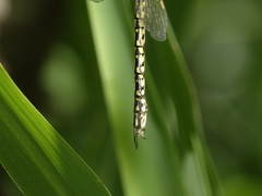 Austrogynacantha heterogena