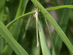 Austrogynacantha heterogena
