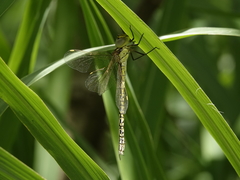 Austrogynacantha heterogena