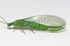 Mallada tripunctatus