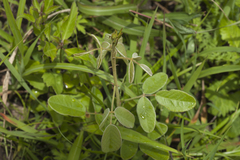 Lespedeza tomentosa