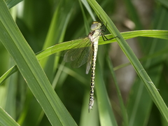 Austrogynacantha heterogena