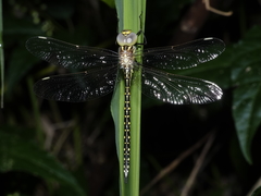 Austrogynacantha heterogena