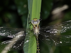 Austrogynacantha heterogena