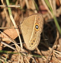 Brakefieldia perspicua