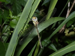 Austrogynacantha heterogena