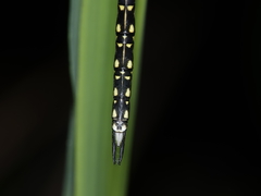 Austrogynacantha heterogena