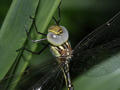 Austrogynacantha heterogena