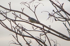 Cyanistes caeruleus