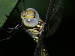 Austrogynacantha heterogena