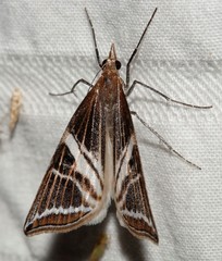 Phrataria transcissata