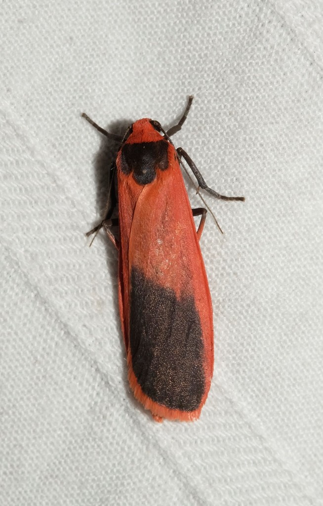 Scoliacma