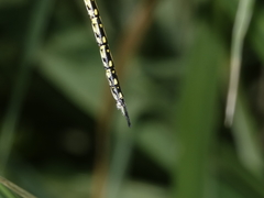 Austrogynacantha heterogena