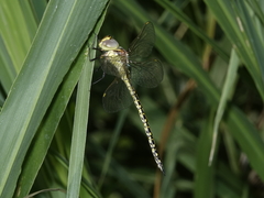 Austrogynacantha heterogena