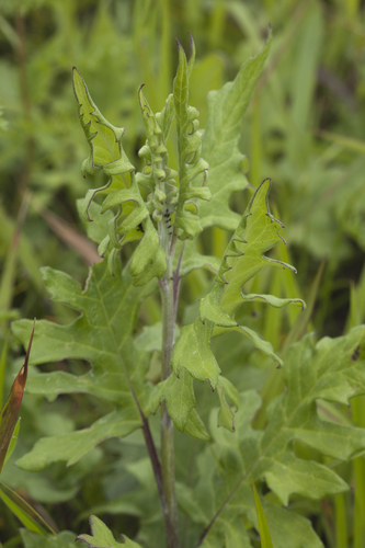 Saussurea ussuriensis iNat (2)