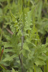 Saussurea ussuriensis