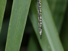 Austrogynacantha heterogena