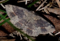 Casbia melanops