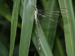 Austrogynacantha heterogena