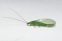 Mallada tripunctatus