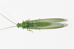 Mallada tripunctatus