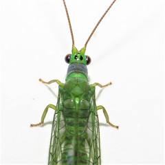 Mallada tripunctatus