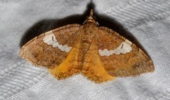 Chrysolarentia heteroleuca