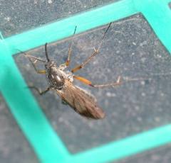 Greenomyia mongolica