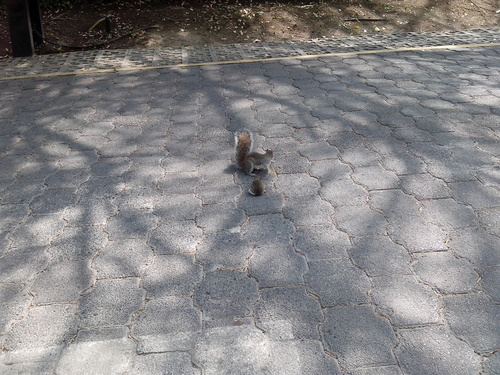 Sciurus alleni