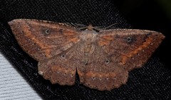 Casbia melanops