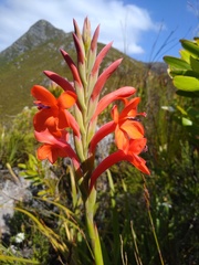 Watsonia schlechteri