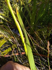 Watsonia schlechteri