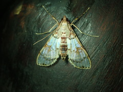 Azochis