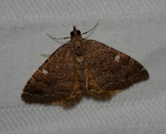 Chrysolarentia heteroleuca
