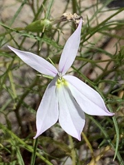 Lithotoma anethifolia
