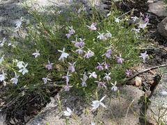 Lithotoma anethifolia